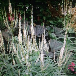 Veronicastrum virginicum ’Album’