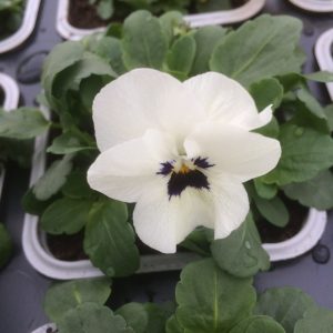 White Blotch